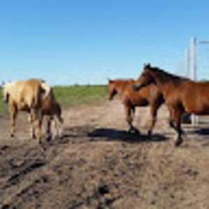 Meet your Posher, Sigifredo